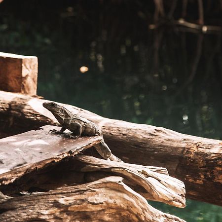 فندق Uman Glamping & Cenote تولوم المظهر الخارجي الصورة