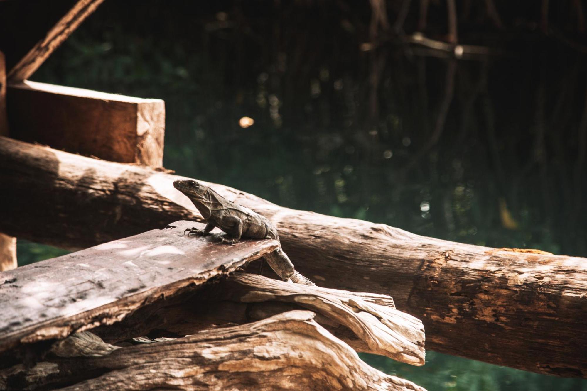 فندق Uman Glamping & Cenote تولوم المظهر الخارجي الصورة